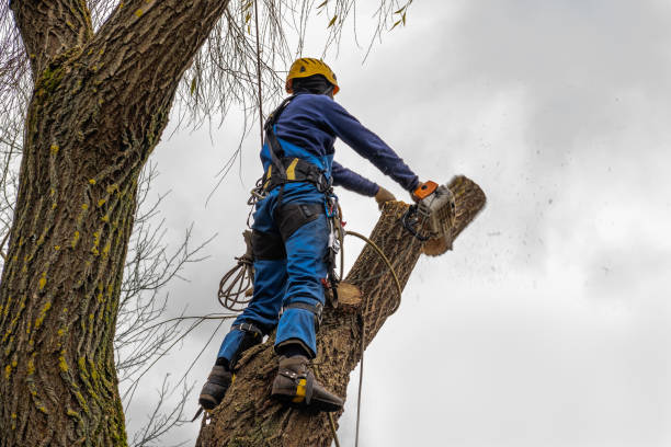 Best Hazardous Tree Removal  in Waukon, IA