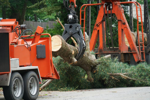 Best Lawn Grading and Leveling  in Waukon, IA