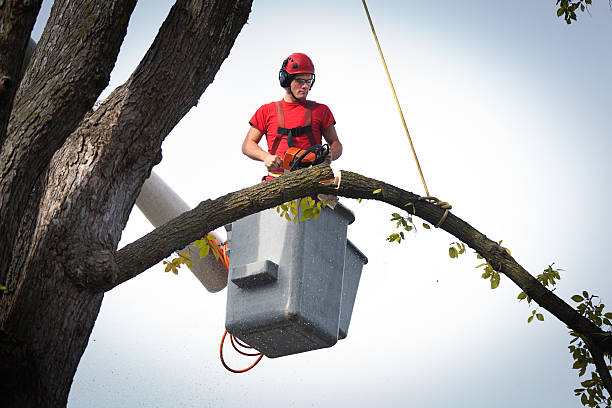 Best Emergency Tree Removal  in Waukon, IA